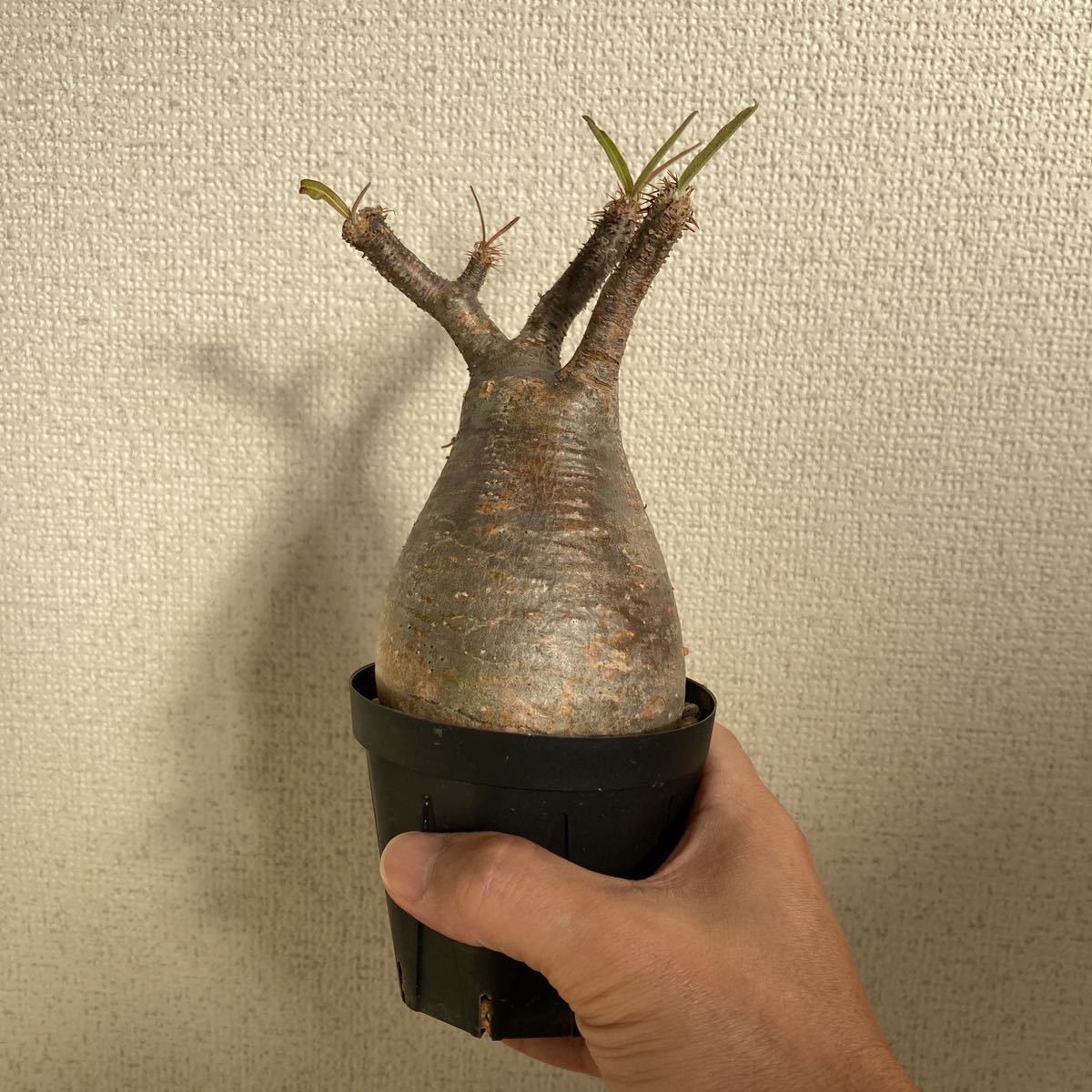 国内発送】 (発根済み)枝折れ無し パキポディウム パキポディウム 超
