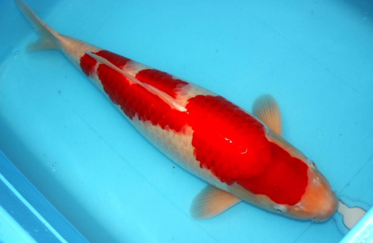 ☆妙高錦鯉 格安３歳魚市 29-5 紅白 ５６センチ 優良個体☆ - 魚類