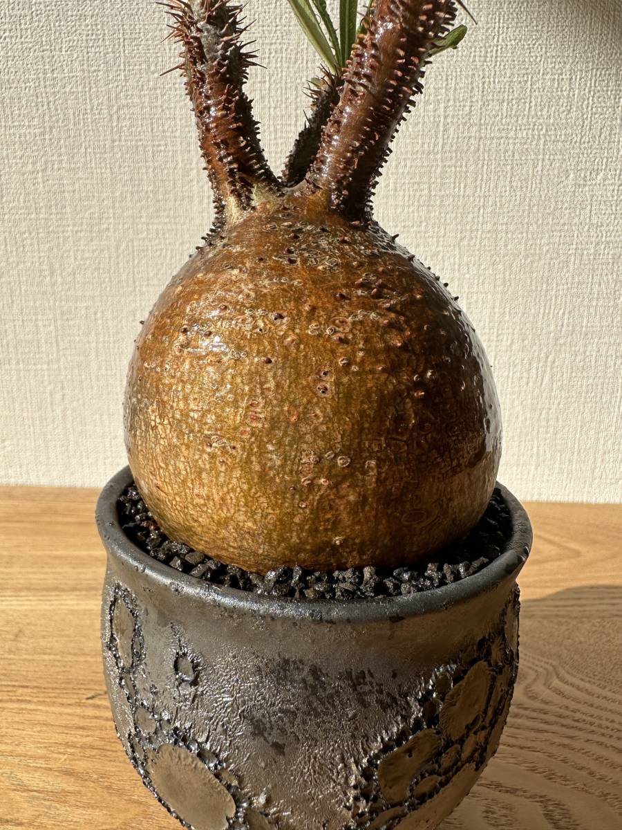 にしてから ヤフオク! 赤肌まん丸短枝 パキポディウム グラキ... - と