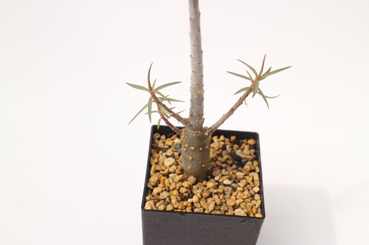 正規販売店】 ユーフォルビア バルサミフェラ Euphorbia 美株 asakusa