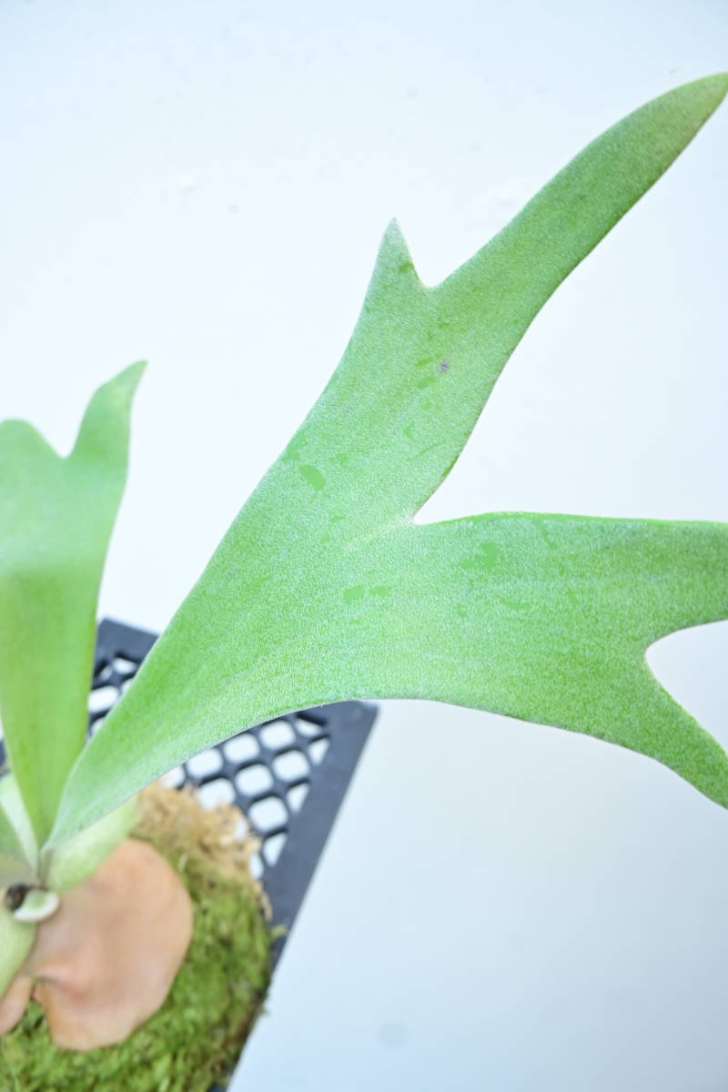 P.willinckii 'RU01'② @bikamori.com ウィリンキービカクシダ P.willinckii 'RU01'② @bikamori.com ウィリンキービカクシダ