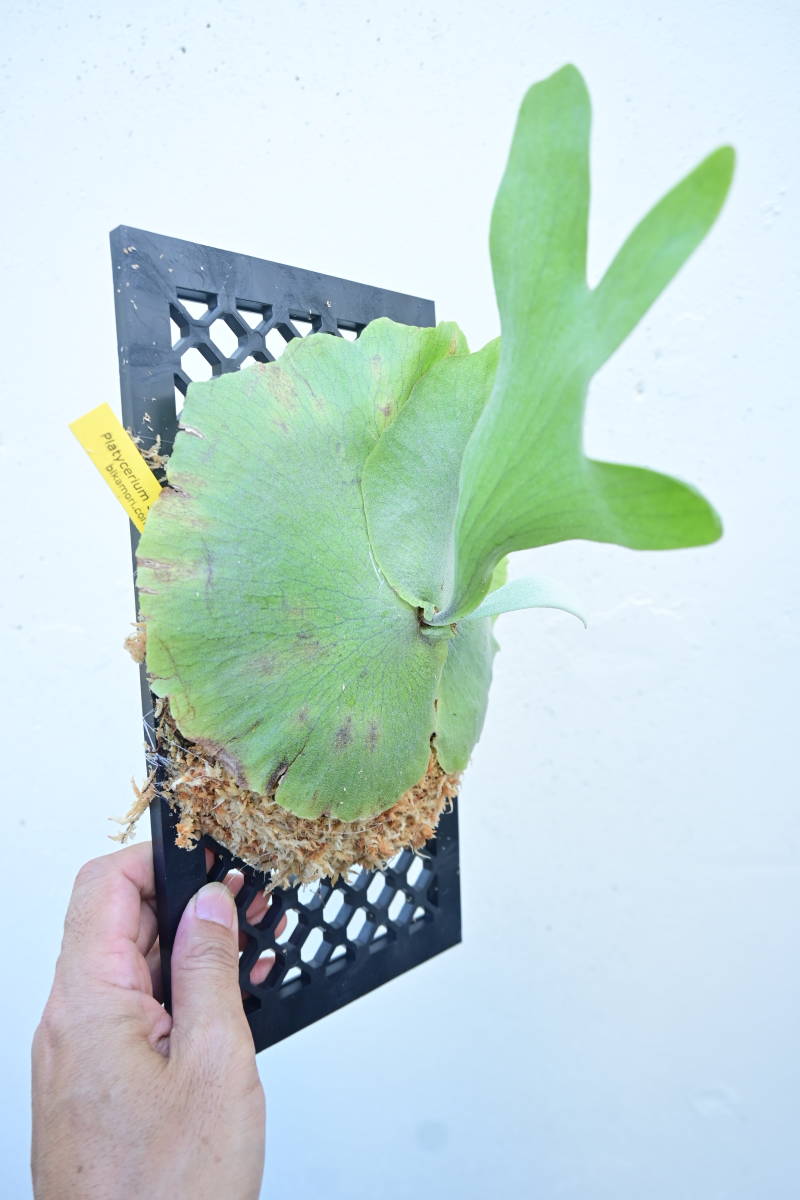 3年保証』 ビカクシダ シルバーベルベット 大株 植物/観葉植物
