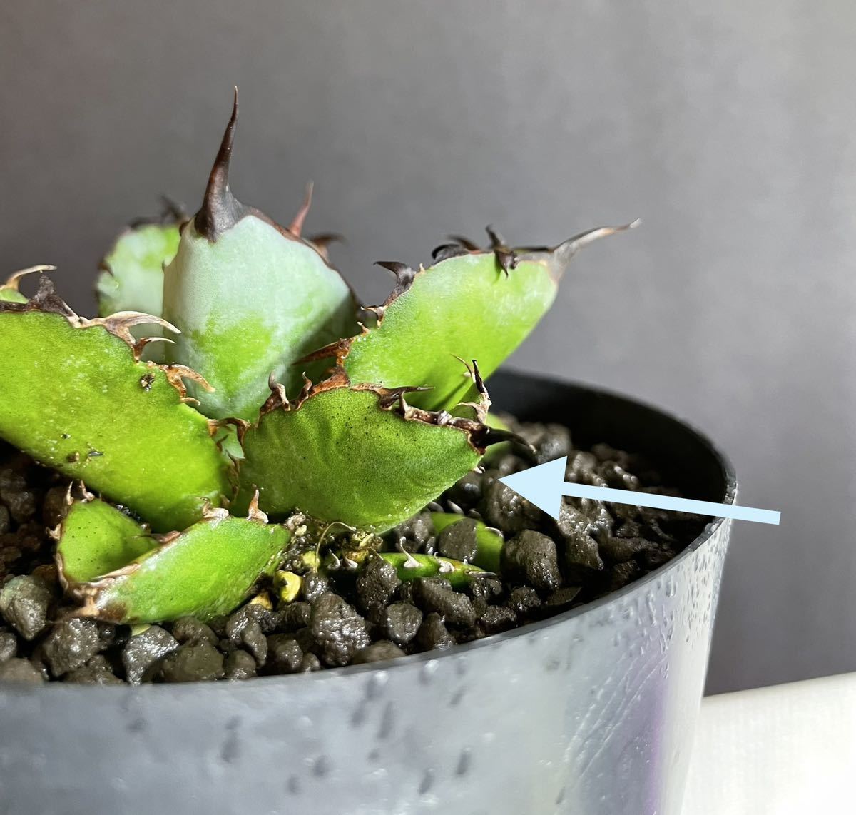 アガベ・チタノタ・ブラックアンドブルー裏棘強刺発根済Agave titanota