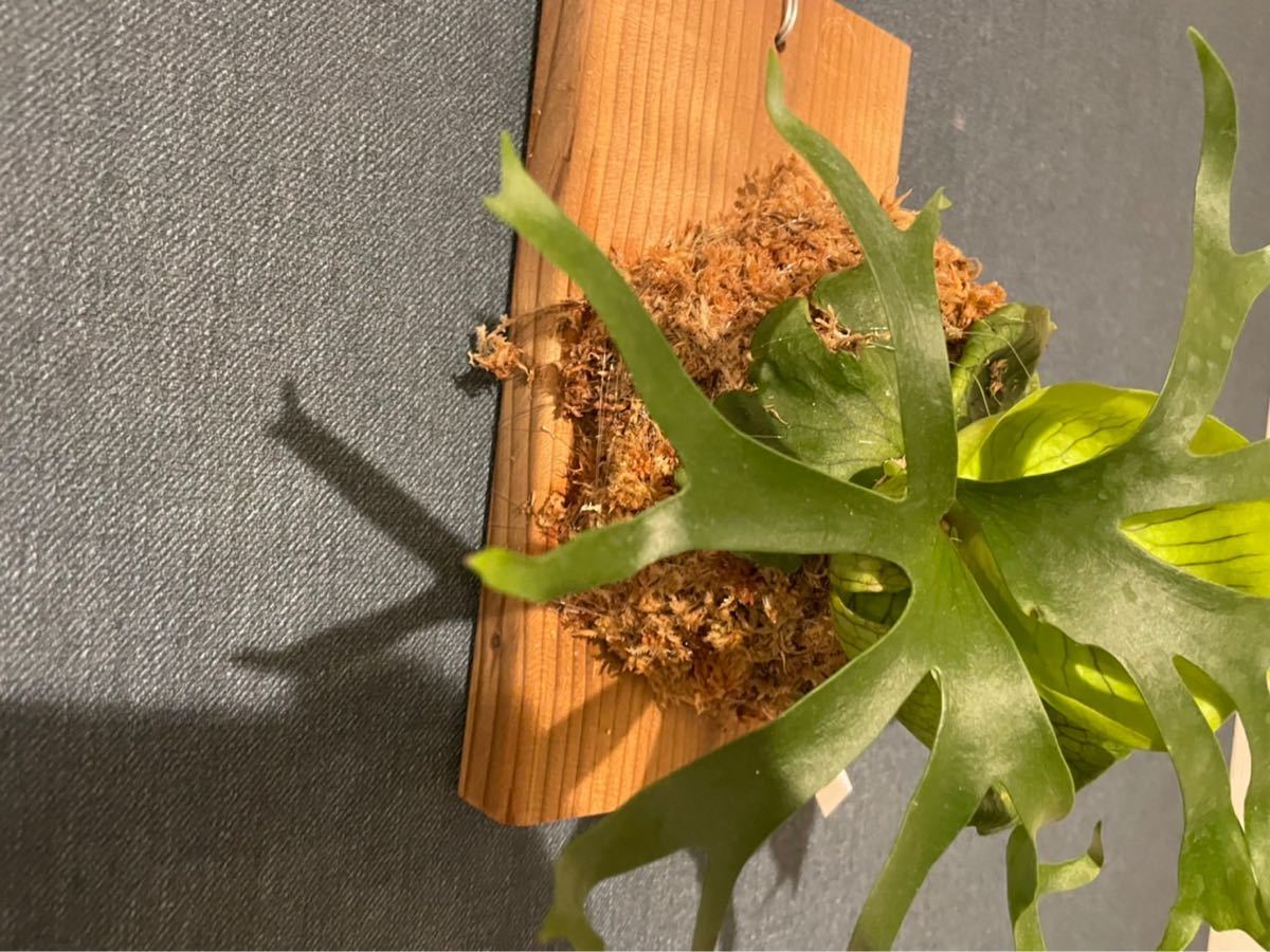 ビカクシダ コロナリウムドワーフp.coronarium dwarf 2 | www.jarussi