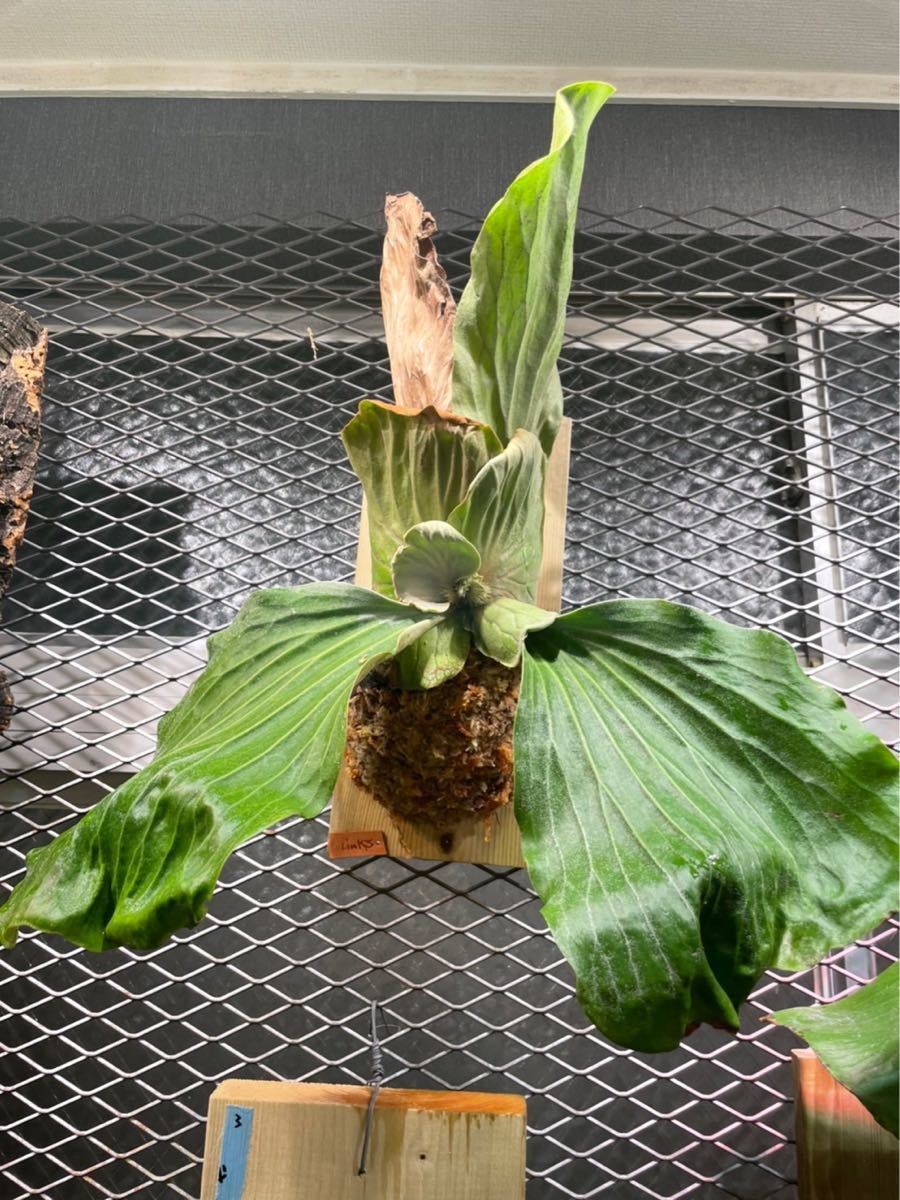 新作人気 Platycerium ビカクシダ コロナリウムドワーフフィリピン