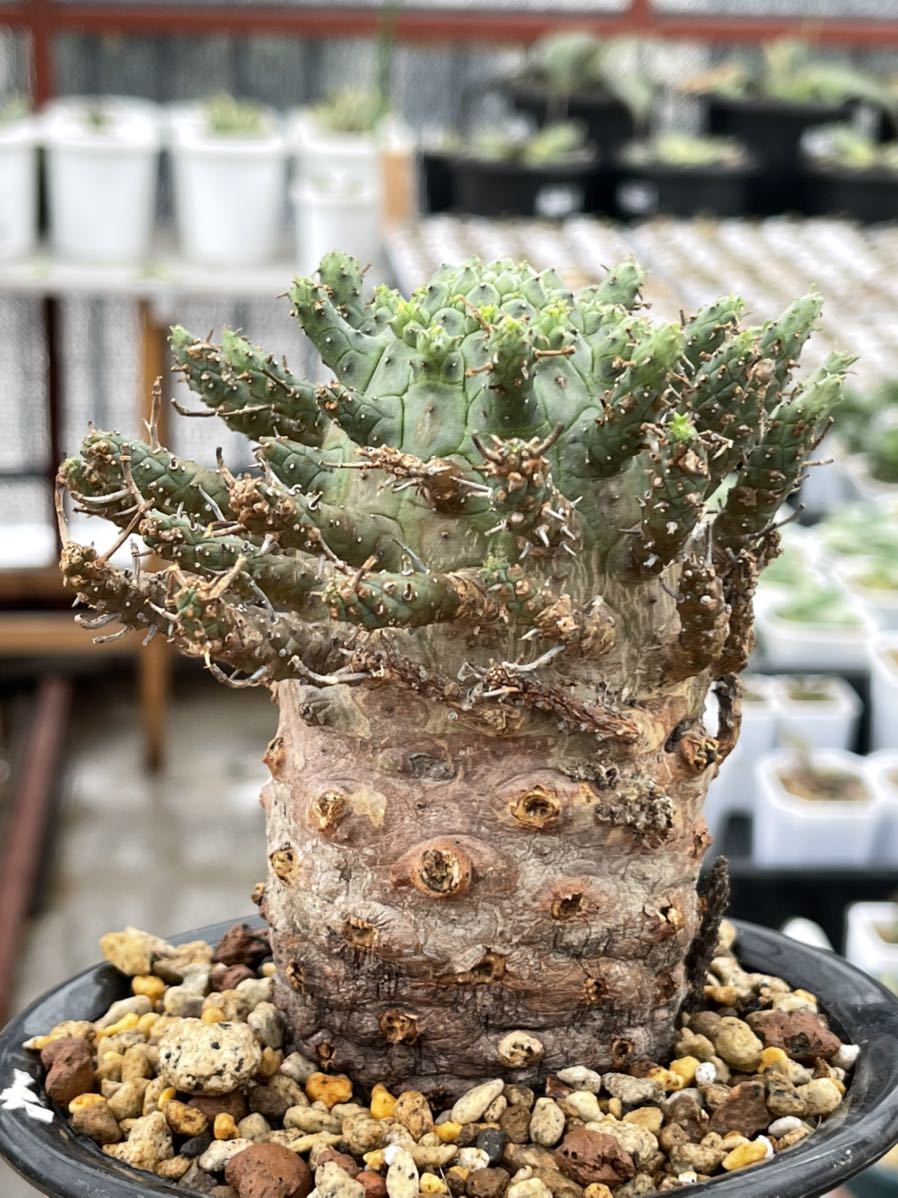 Yahoo!オークション - 多肉植物 塊根植物デセプタ Yahoo!オークション - 多肉植物 塊根植物デセプタ