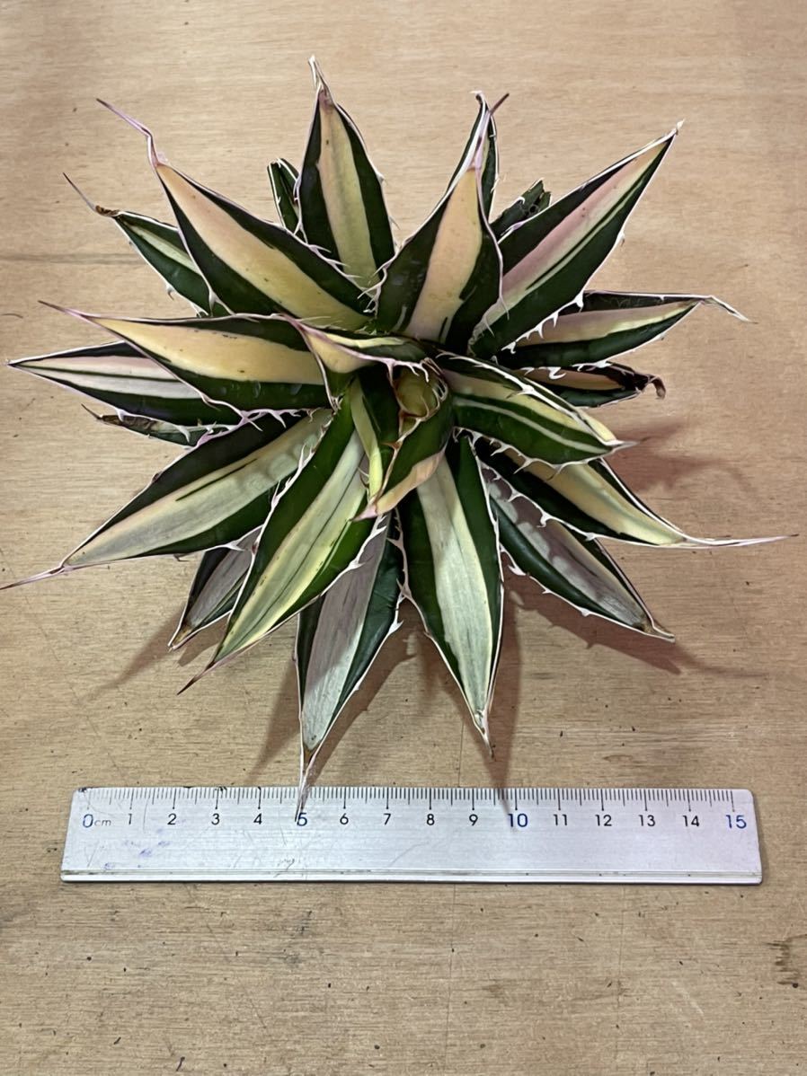 Yahoo!オークション - 多肉植物 アガベ ホリダ 白中斑稀少親株 Yahoo!オークション - 多肉植物 アガベ ホリダ 白中斑稀少親株