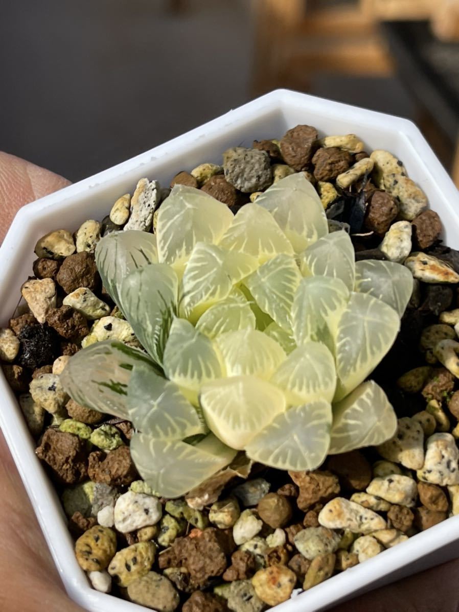 最大41%OFFクーポン ブラックオブツーサ錦 糊斑 多肉植物 ハオルチア