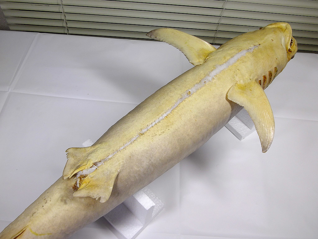 Yahoo!オークション - 全長88cm メジロザメ系 サメ 鮫 剥製 標本 Yahoo!オークション - 全長88cm メジロザメ系 サメ 鮫 剥製 標本