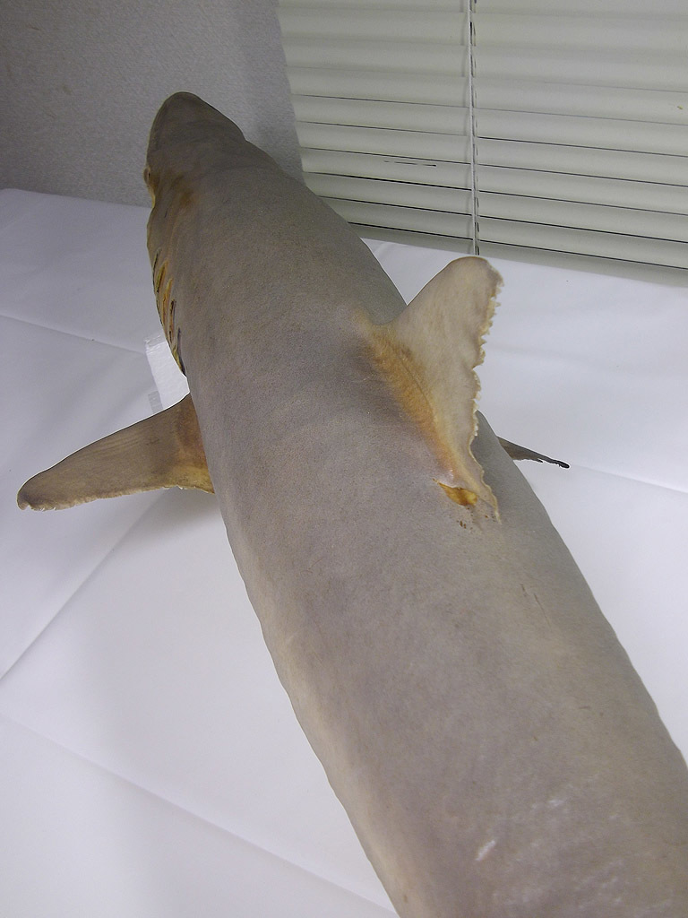Yahoo!オークション - 全長88cm メジロザメ系 サメ 鮫 剥製 標本 Yahoo!オークション - 全長88cm メジロザメ系 サメ 鮫 剥製 標本