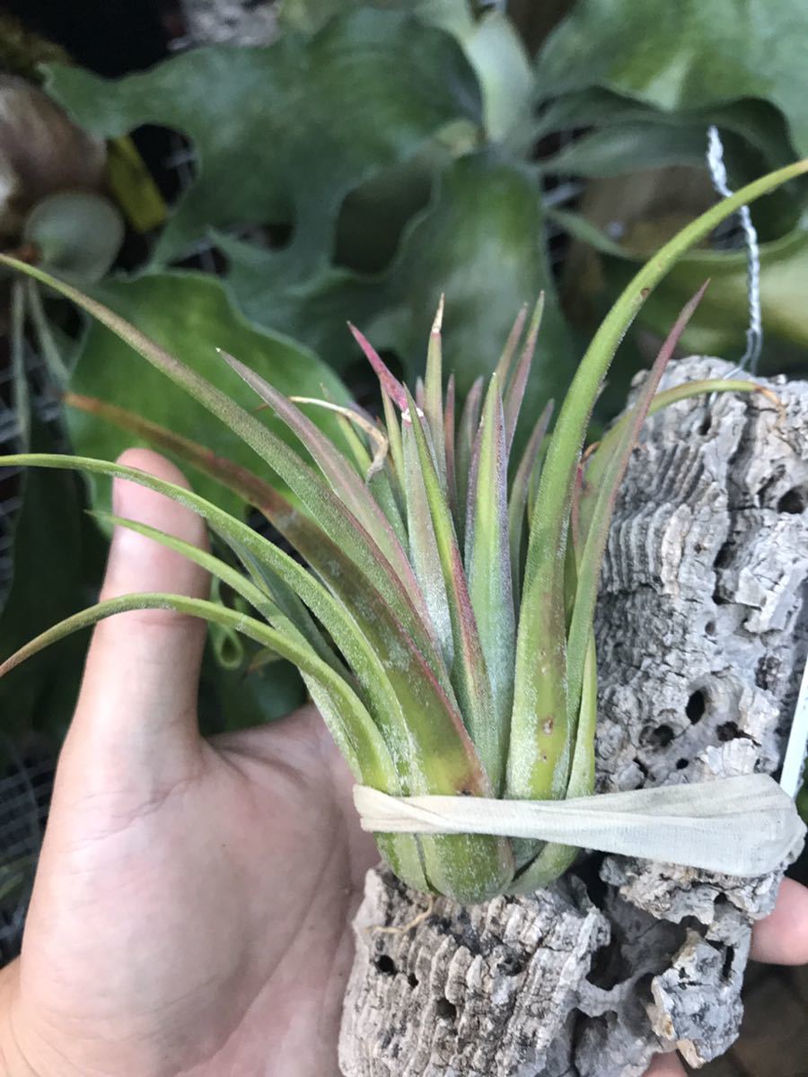 Tillandsia ionantha Maxima TI variegata エアープランツ _画像1