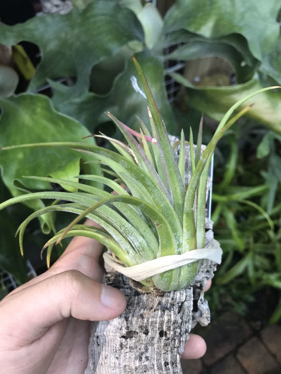 Tillandsia ionantha Maxima TI variegata エアープランツ _画像2