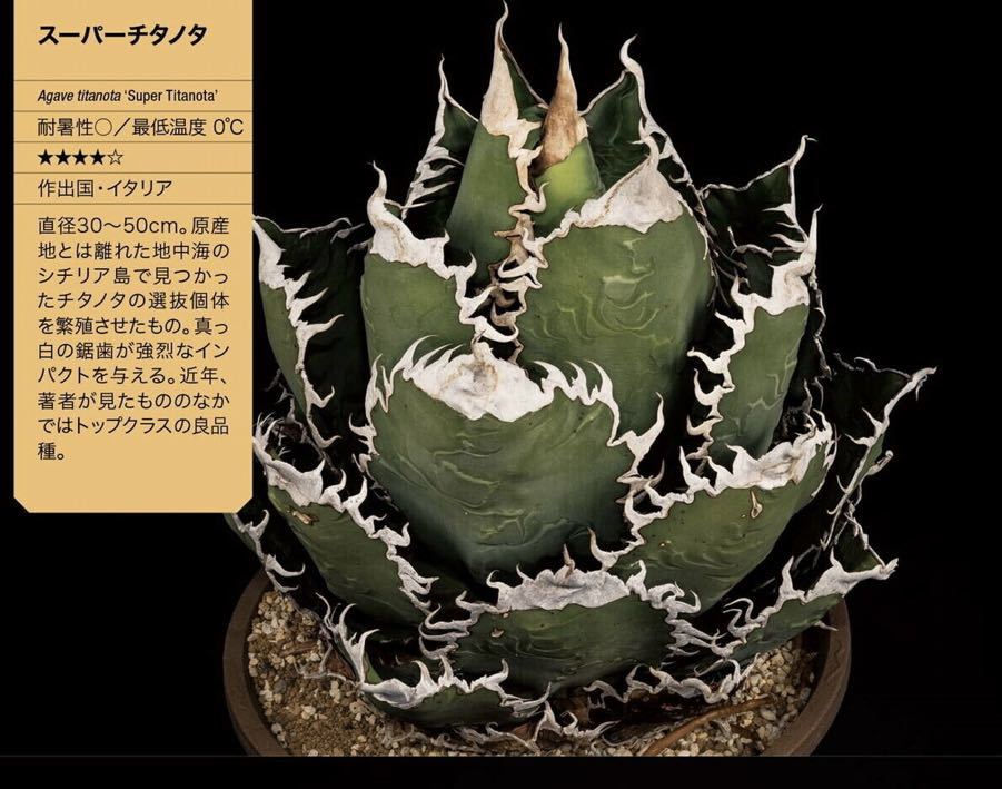 アガベ スーパーチタノタ チタノタ 小株 Super titanota CACTUS アガベ スーパーチタノタ チタノタ 小株 Super titanota CACTUS