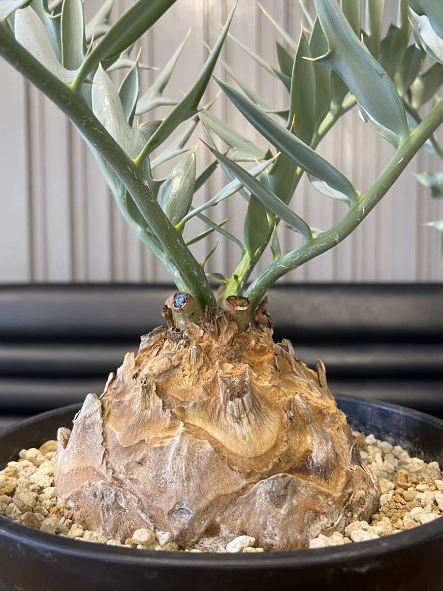 エンセファラルトス ホリダス encephalartos horridus ドワーフ エンセファラルトス ホリダス encephalartos horridus ドワーフ