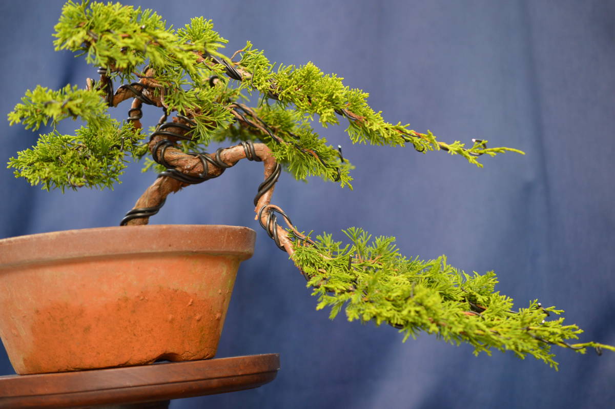 誠実 糸魚川真柏 吹流し 盆栽 - 植物/観葉植物