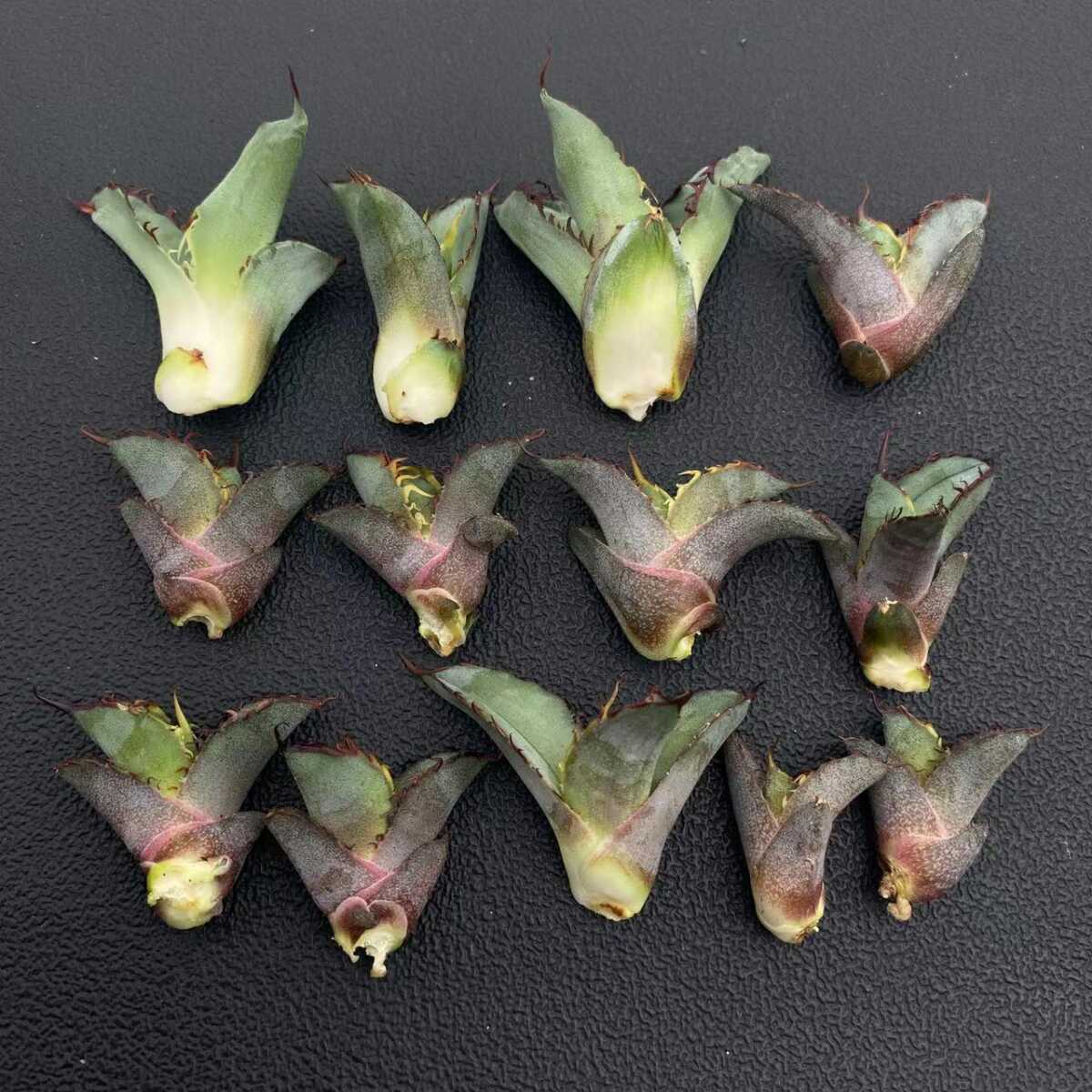 4多肉植物アガベ チタノタBB ブラックアンドブルー 極上子株 13株同梱