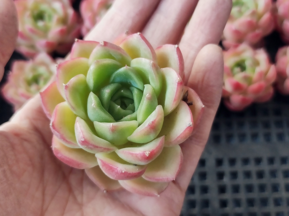 ライムアンドチリ(抜き苗) 多肉植物 買取り実績 dgipr.kpdata.gov.pk