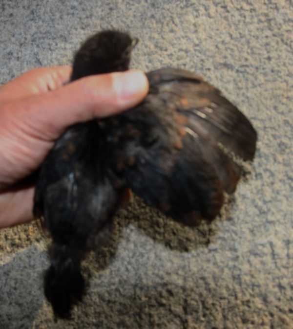 Yahoo!オークション - アヤム・セマニ Ayam Cemani 有精卵10個 Yahoo!オークション - アヤム・セマニ Ayam Cemani 有精卵10個