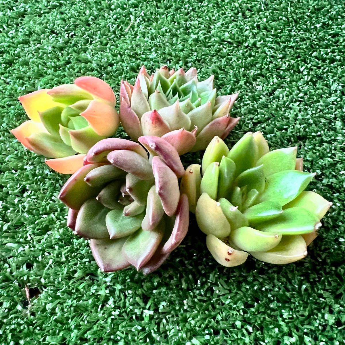22 多肉植物 韓国カット苗セット ゆうパケットポスト発送|PayPayフリマ