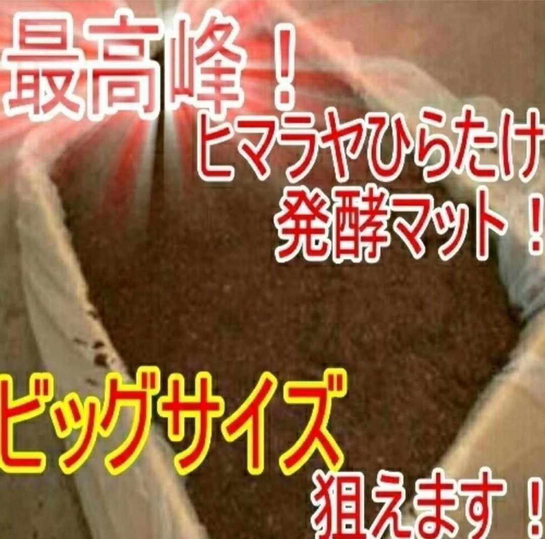 ビッグサイズになります【改良版】ヒマラヤひらたけ発酵カブトムシマット！抜群の栄養価！ クヌギ100%原料 幼虫の餌、産卵マットにも抜群！_画像1