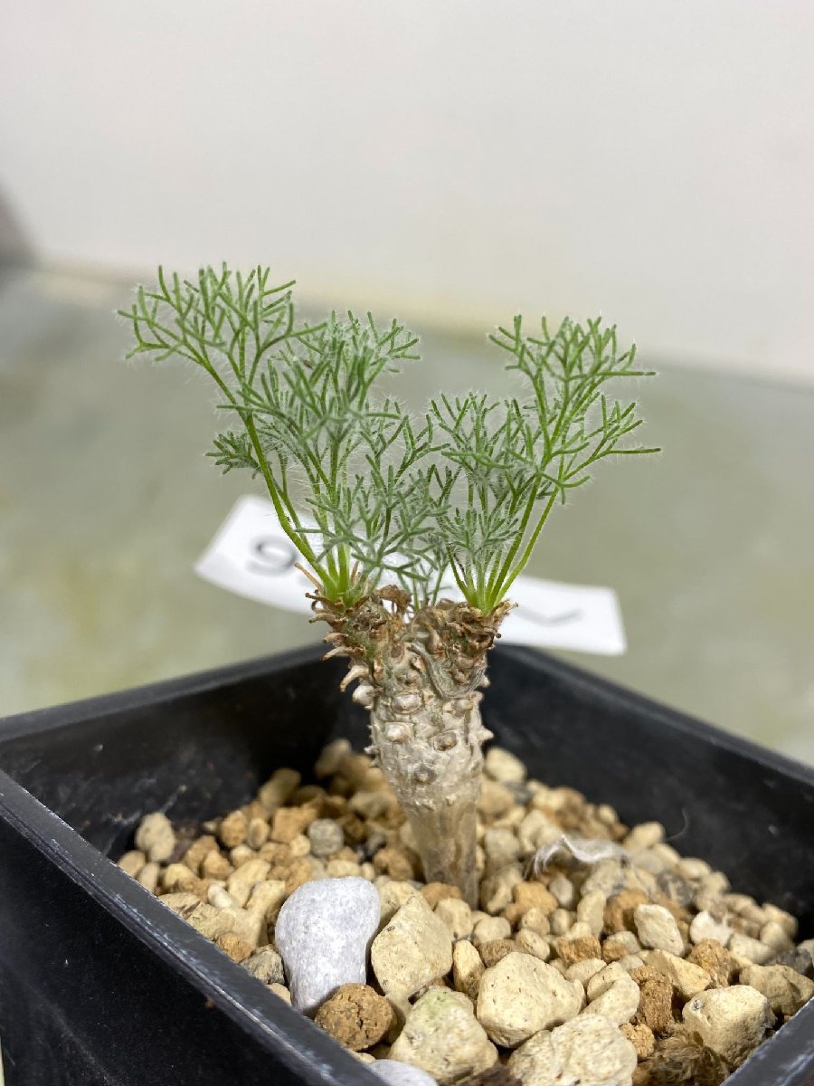 ヘ5456 「塊根植物」モンソニア ペニクリナム 植え【発根 ヘ5456 「塊根植物」モンソニア ペニクリナム 植え【発根
