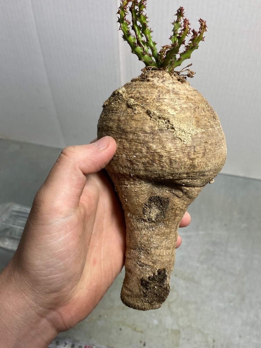 イ4973 「現地株】ユーフォルビア デシドゥア 抜き苗【最新到着株