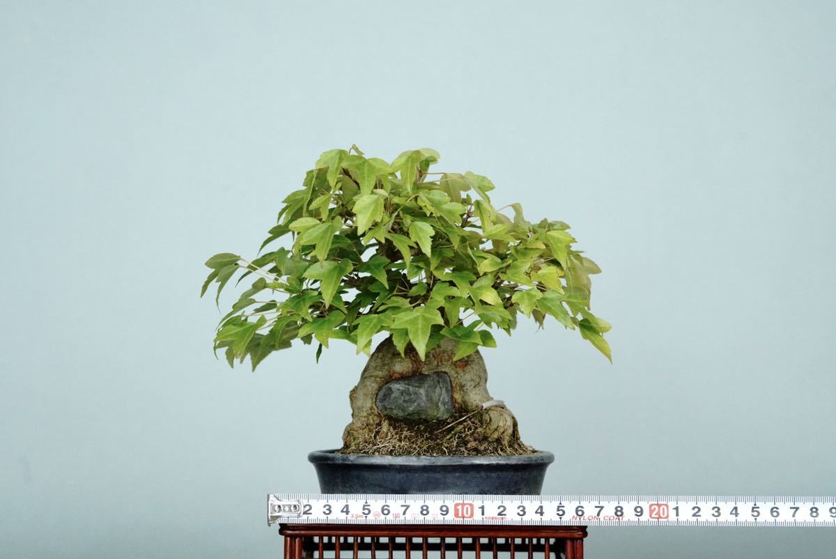 亦盆栽」小品盆栽 石付けカエデ楓 | sciedtec.com