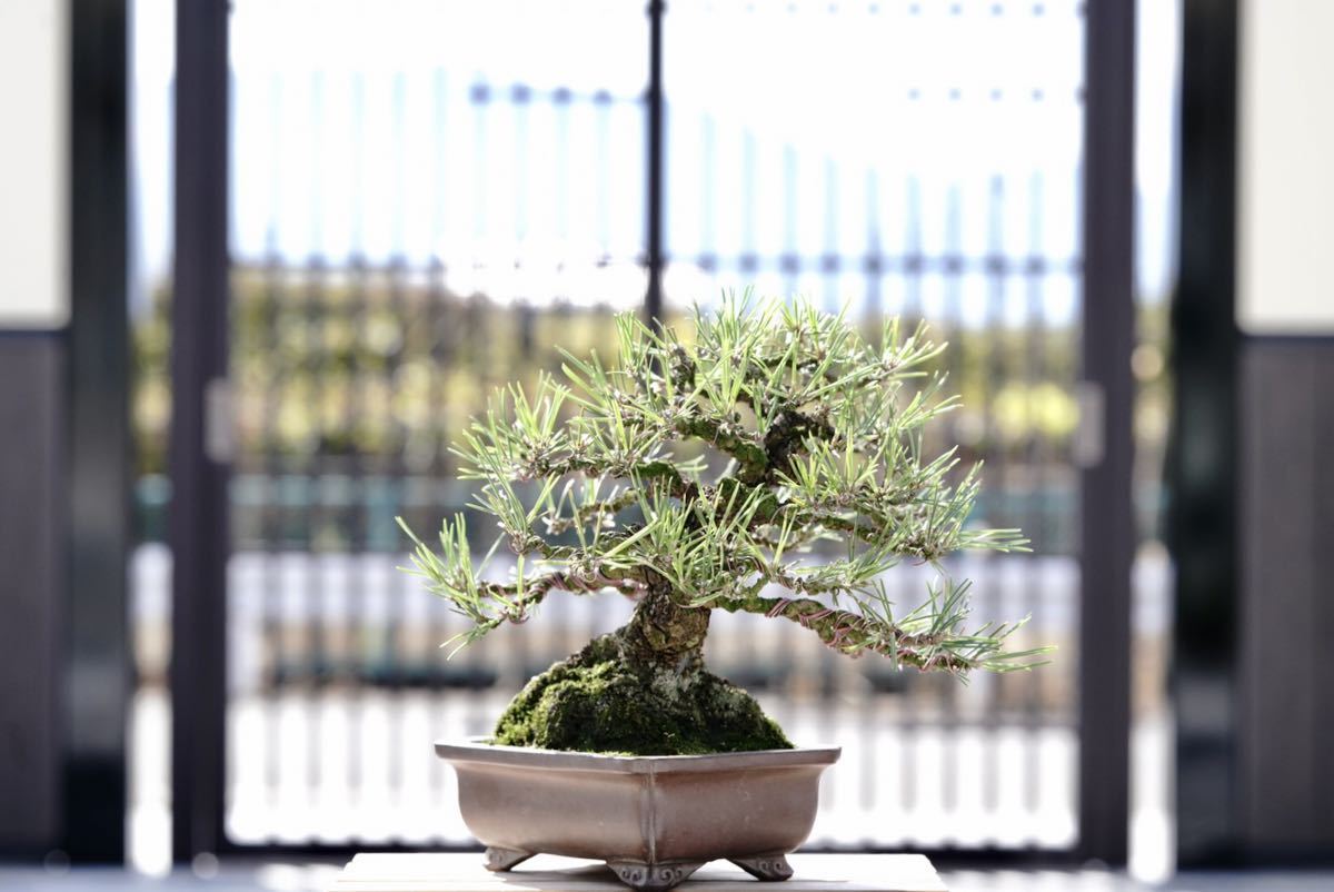盆栽鉢 壱興造 vittoriosplayas.com