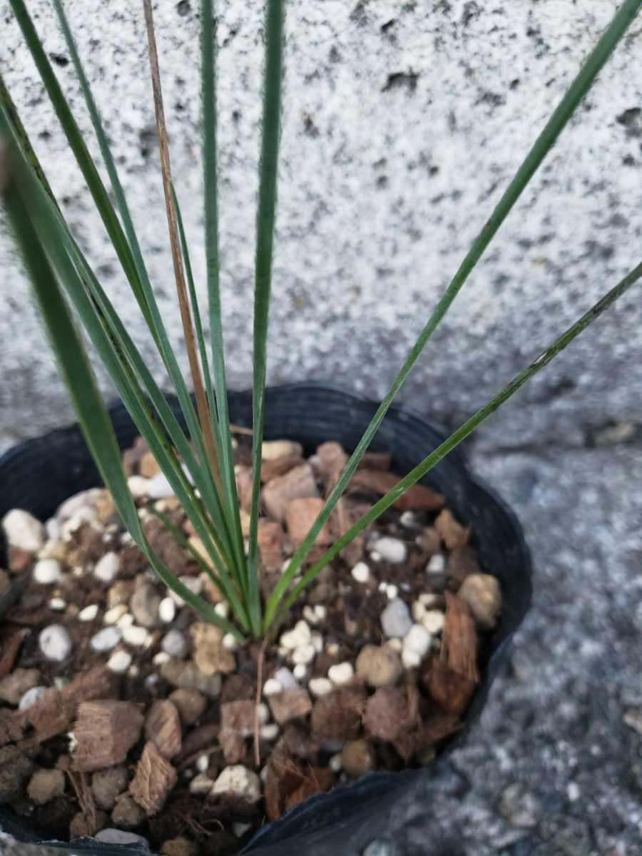 【現品】　クサントロエア グラウカ Xanthorrhoea glauca　_画像2