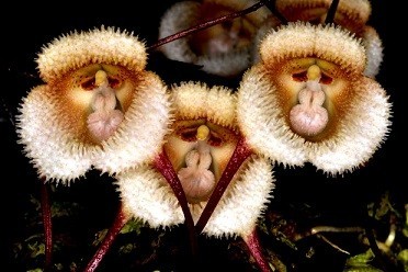 洋蘭 原種 着生蘭 野生蘭 珍奇植物 モンキーオーキッド Dracula saulii 白毛ザル 一番人気