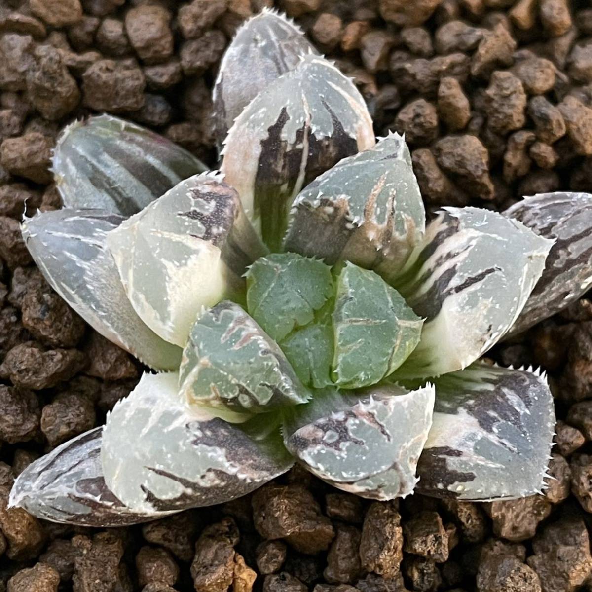 ヤフオク 多肉植物 ハオルチア ミラーボール錦 ヤフオク 多肉植物 ハオルチア ミラーボール錦