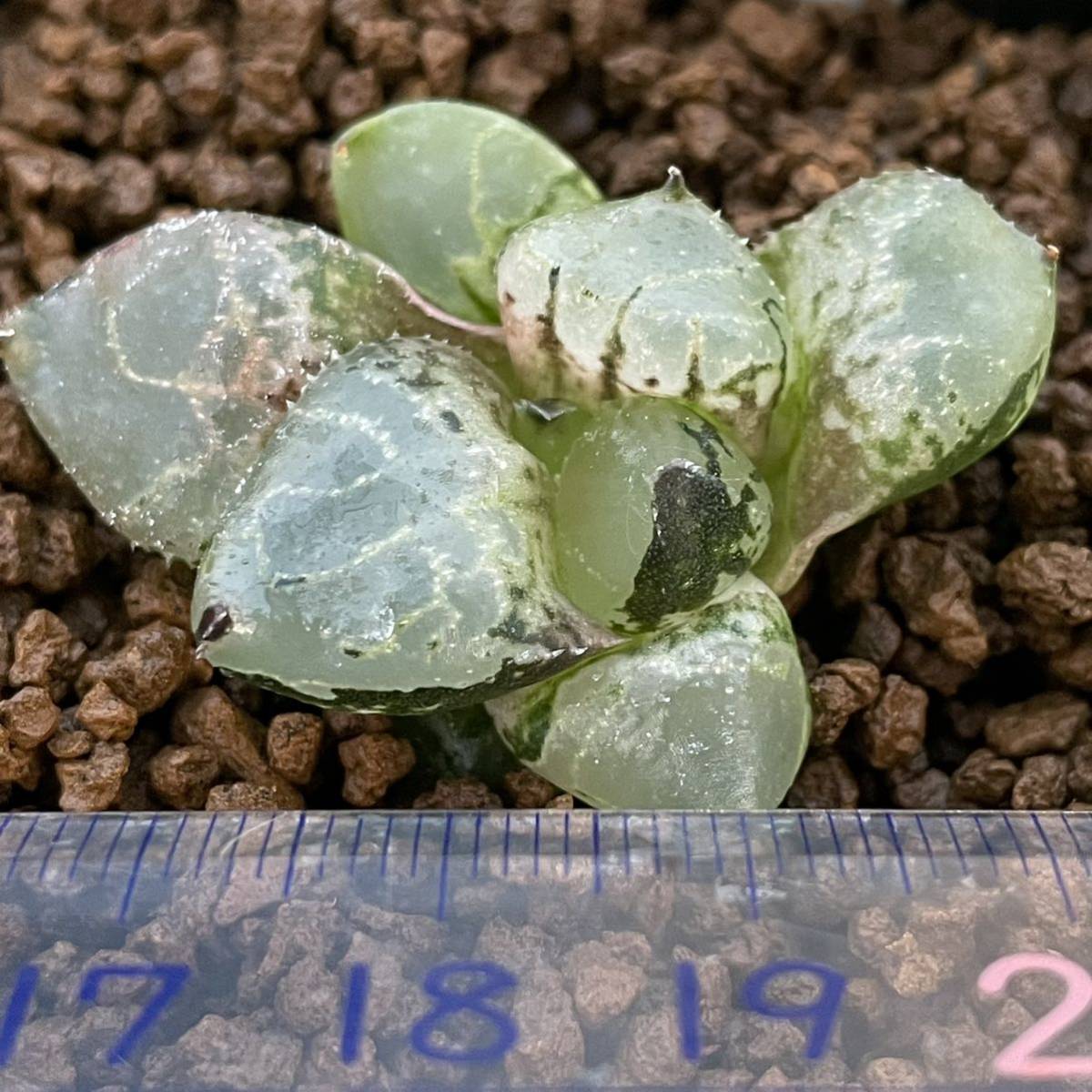 ヤフオク! - (≧∇≦)多肉植物 ハオルチア 氷皇