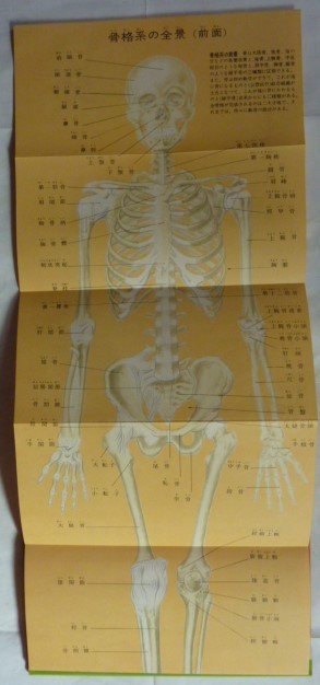 【即決】人体 解剖図  昭和55年  金園社の画像2