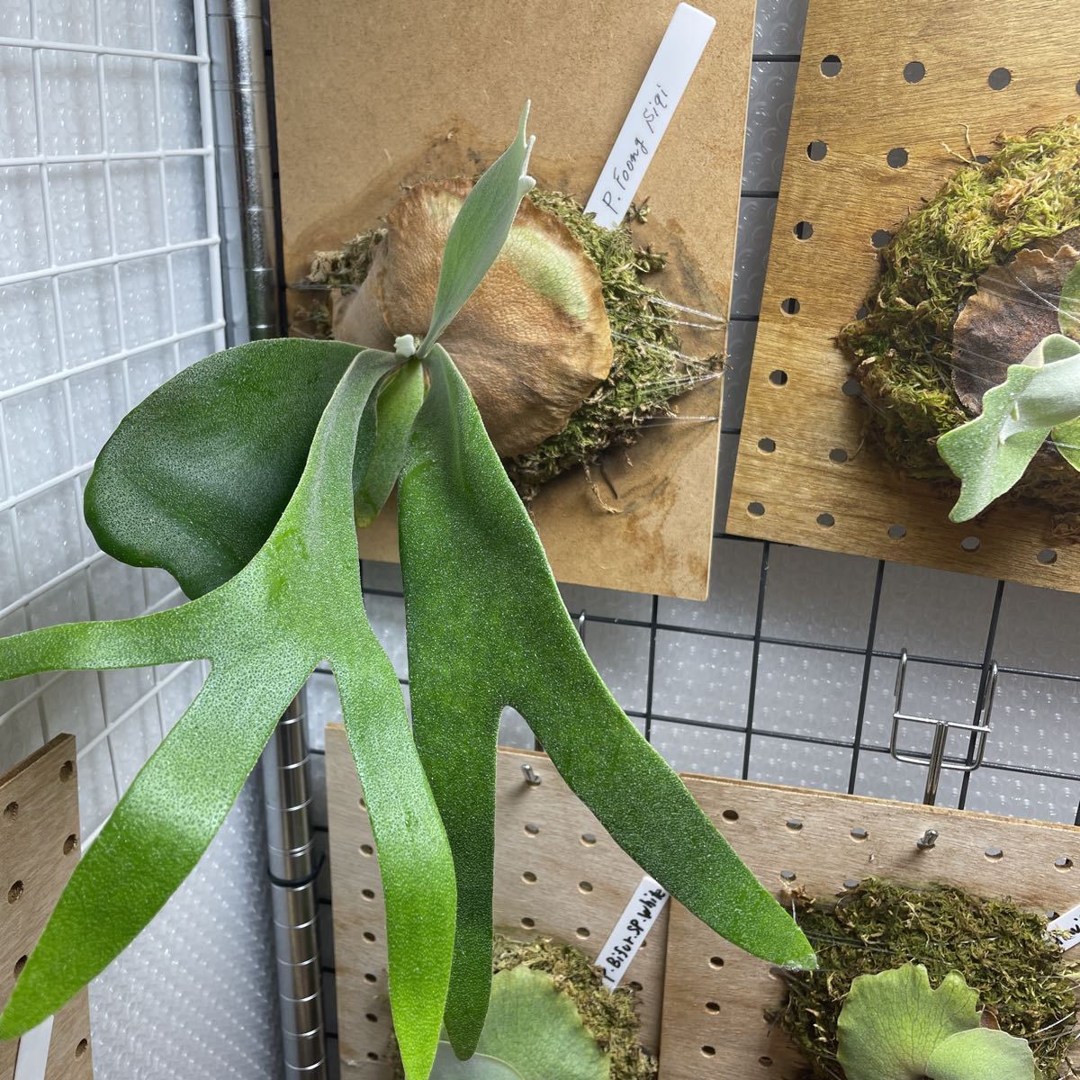 公式買蔵 ビカクシダ フーンシキ TC 板付け コウモリラン growthcenter