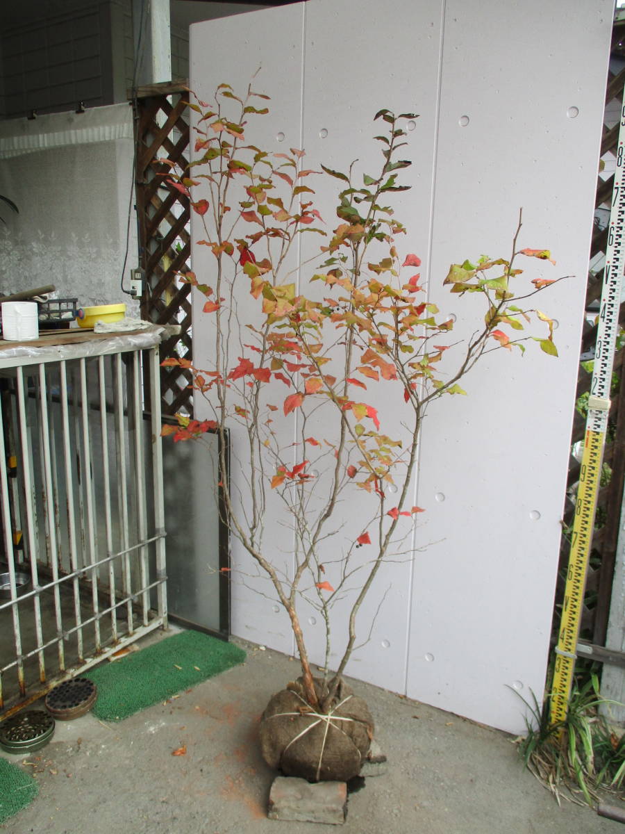  production person direct sale! * oldham blueberry * height of tree 1.7m stock ..10/3 photographing 