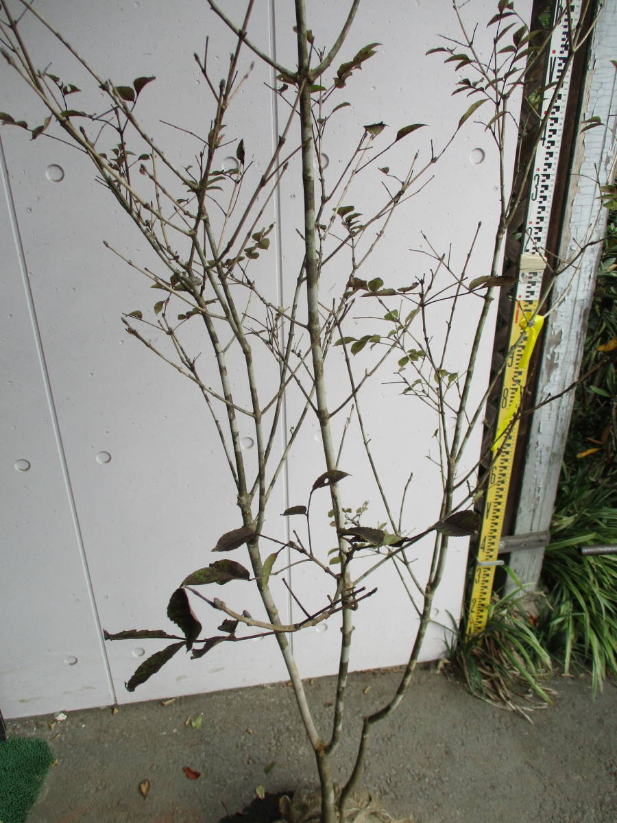  production person direct sale! * fraxinus lanuginosa * height of tree 1.8m..10/3 photographing 