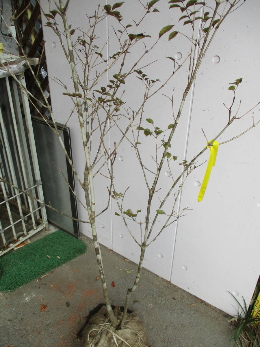  production person direct sale! * fraxinus lanuginosa * height of tree 1.8m..10/3 photographing 