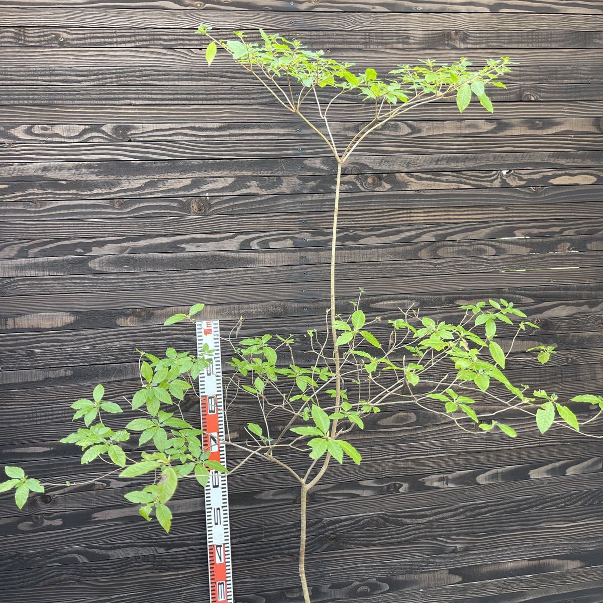 バイカツツジ・自然樹形・大株【現品】管理262 【植木・苗木・庭木