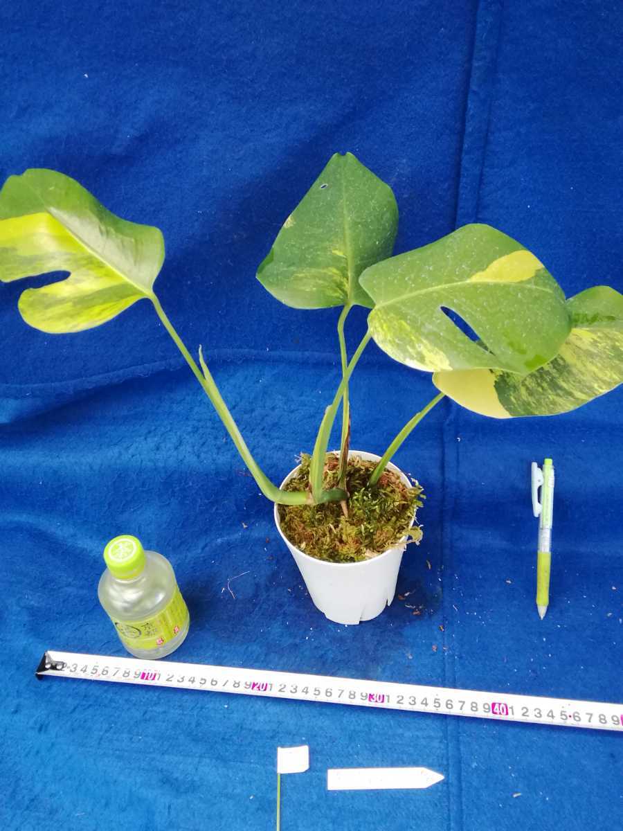 NO.1022 斑入り 古典 黄斑入りモンステラ ボルシギアナ 観葉植物