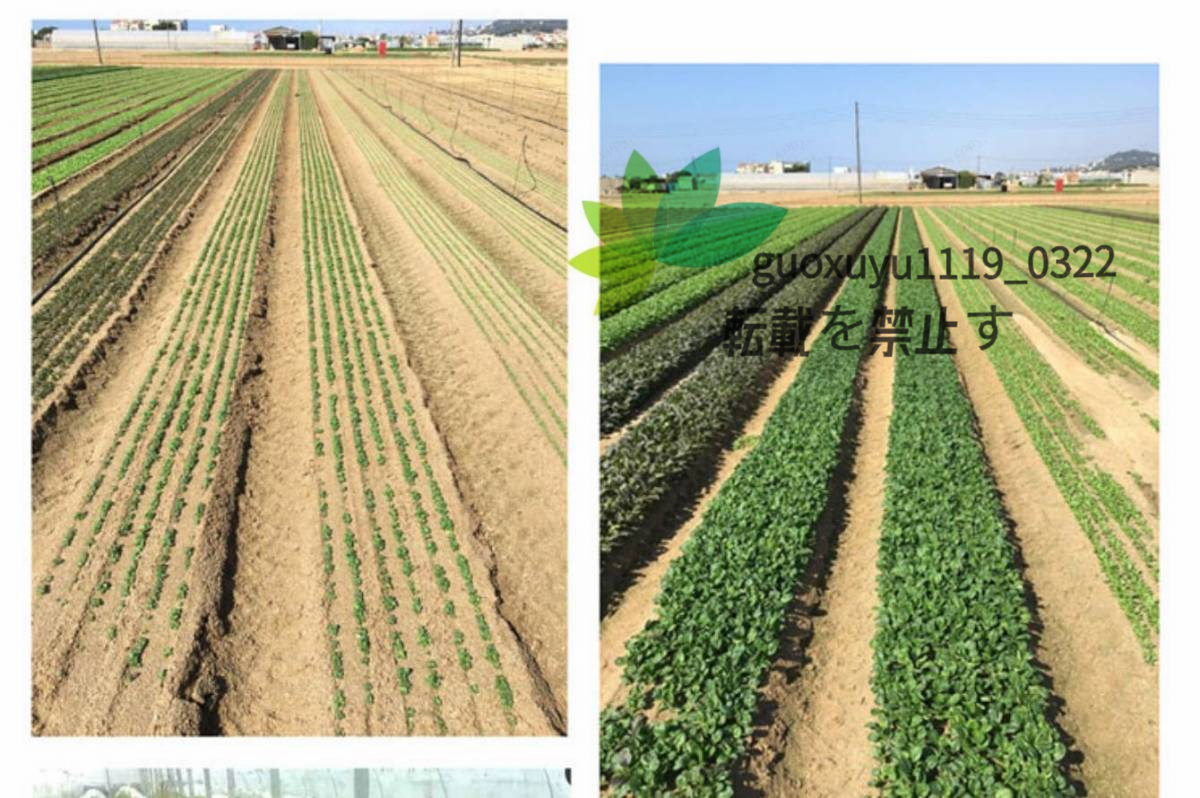 特売！実用 手軽に使える 高精度な繰出 クリーンシーダ 手押し式 4行播種機 種まき 種まき機 種まき器 播種器 適用作物：そ菜類 穀類　BJ-4_画像7