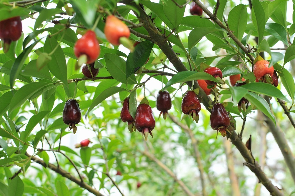 *TO* Brazil . production . obi fruit tree enduring cold . sele ja new . kind Eugenia involucrata You genia* in Volk lata3.5 number pot seedling 80 size 