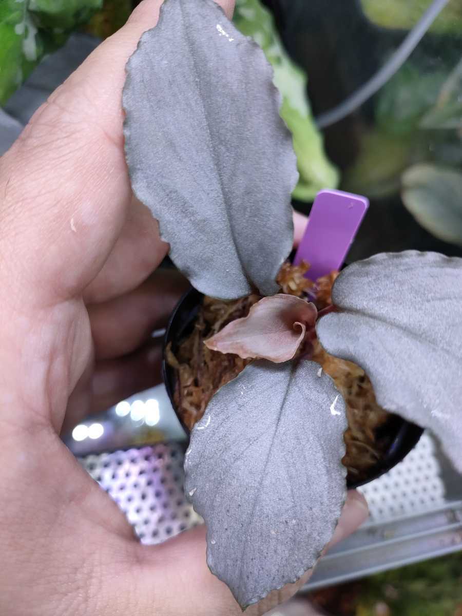 ホマロメナspプラチナフリル Homalomena sp. Platinum Frill パルダリウム2