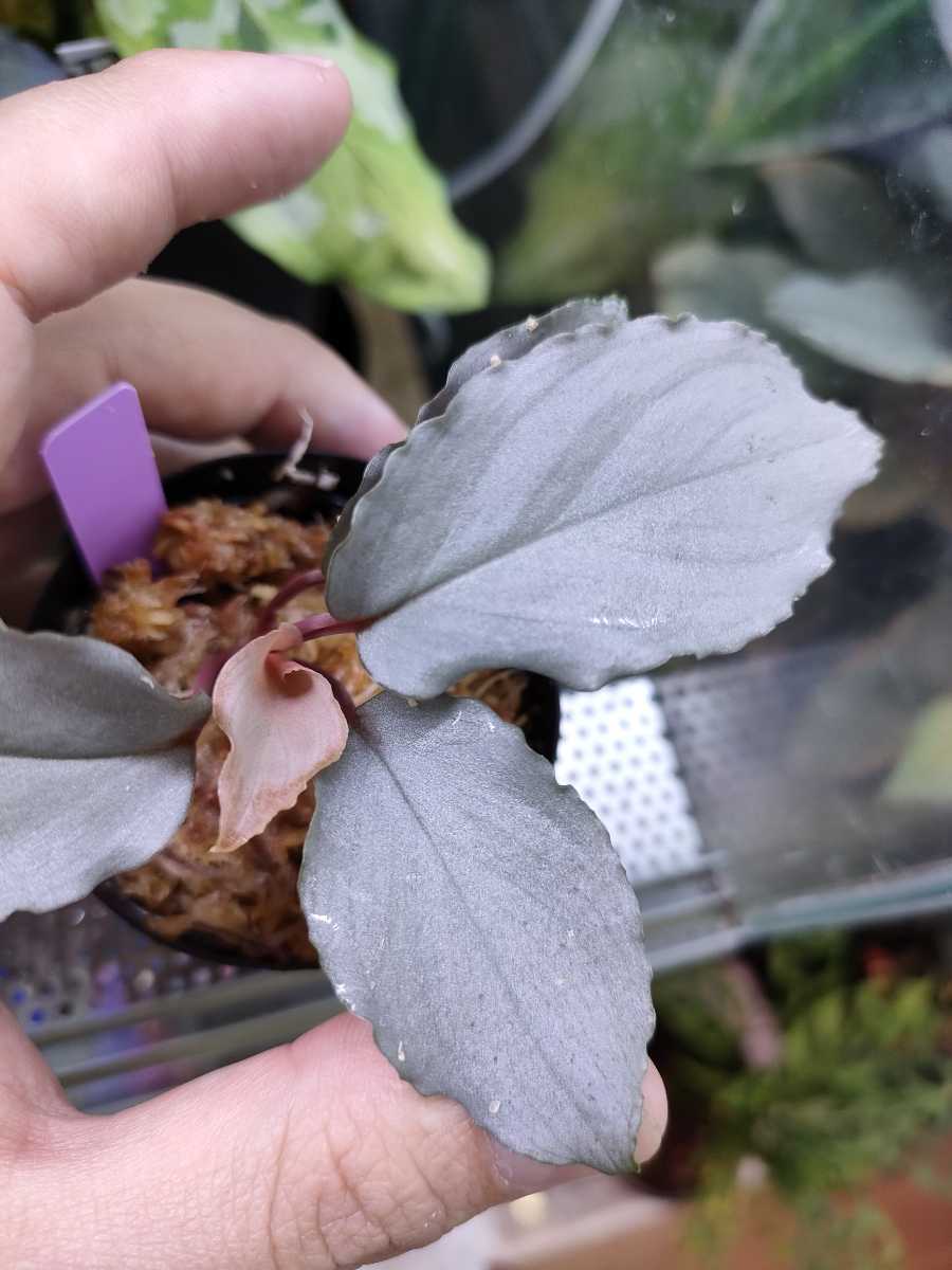 ホマロメナHomalomena sp. Platinum Frillパルダリウム-