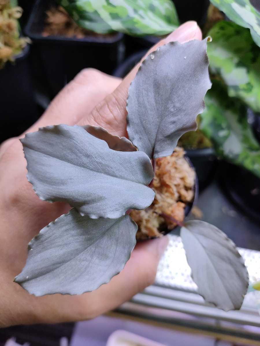 ホマロメナspプラチナフリル Homalomena sp. Platinum Frill　パルダリウム