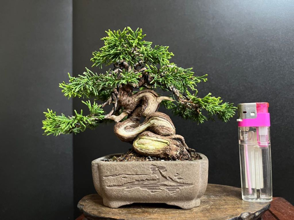 Yahoo!オークション - 真柏盆栽 糸魚川真柏 捻転シャリ幹 小品 Yahoo!オークション - 真柏盆栽 糸魚川真柏 捻転シャリ幹 小品