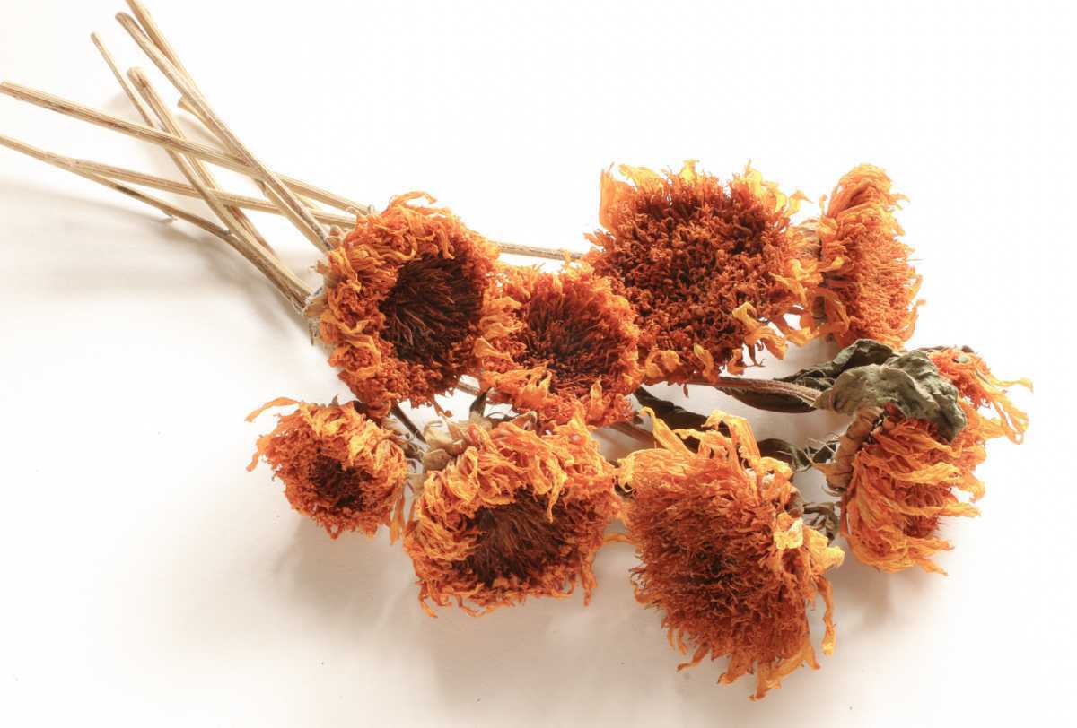 ヒマワリ（八重ヒマワリ）の花びら　乾燥花弁　約20g