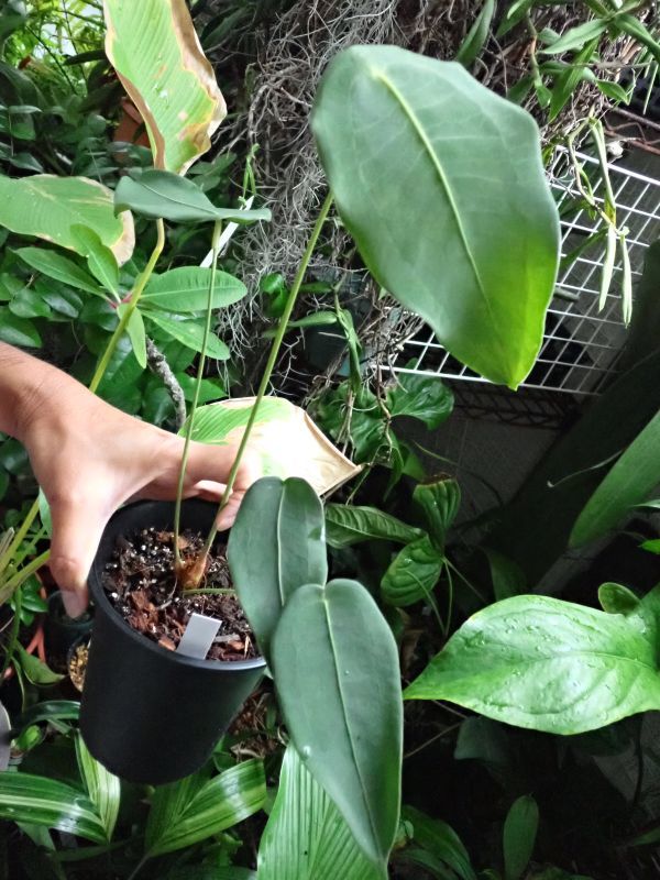 アンスリウム・ペルティゲルム 丸いシールドリーフの独特な珍種 - 観葉植物