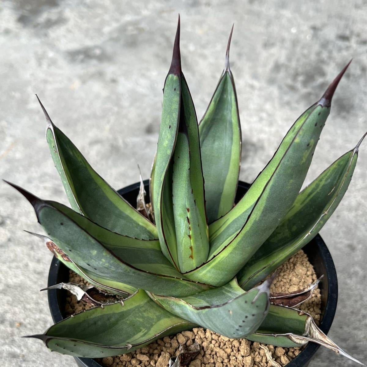 Yahoo!オークション - アガベ ' シャークバイト' Agave ' Shark Yahoo!オークション - アガベ ' シャークバイト' Agave ' Shark