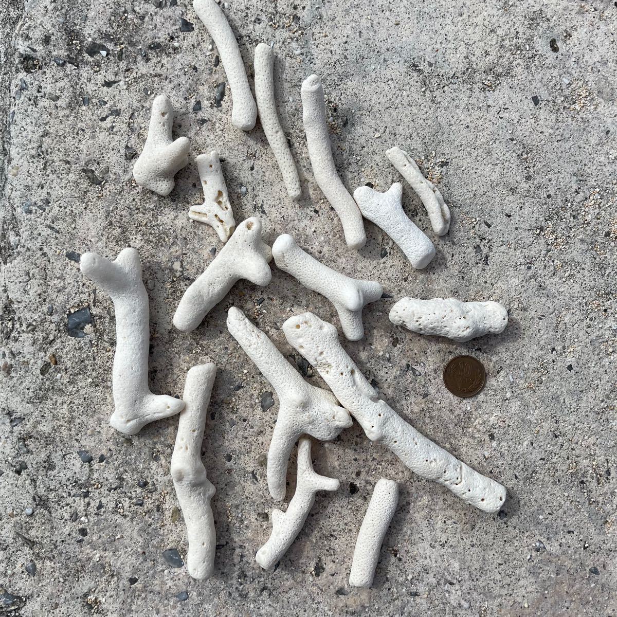 珊瑚 天然コーラル ホワイト枝さんご(約10mm〜25mm)約1kg 珊瑚 天然コーラル ホワイト枝さんご(約10mm〜25mm)約1kg