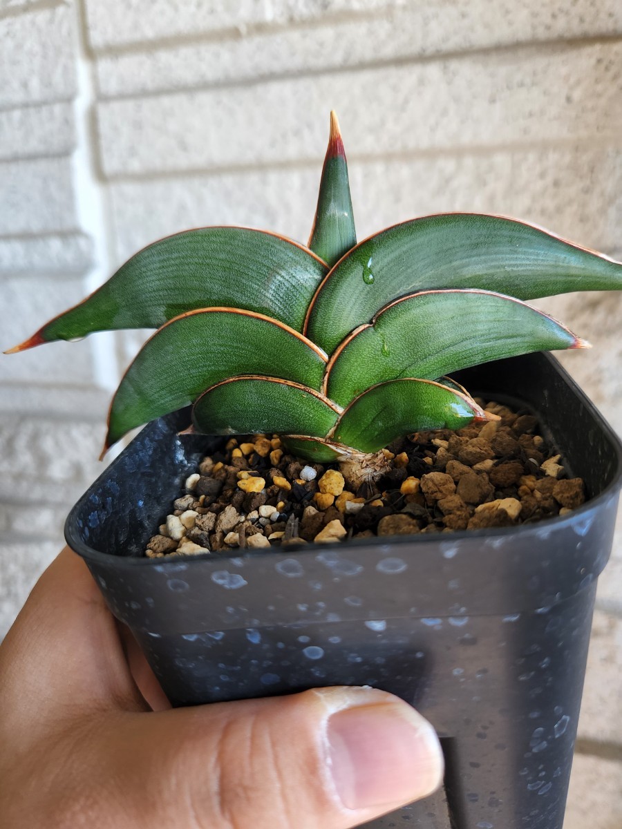 白斑入り サンセベリア ロブスタ サンスベリア Sansevieria www